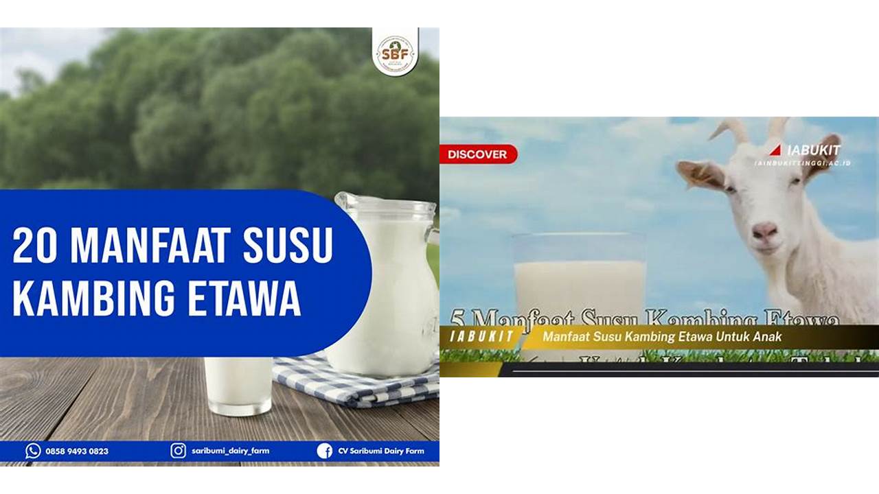 Inilah 8 Manfaat Susu Kambing Etawa untuk Imunitas Bikin Kamu Penasaran