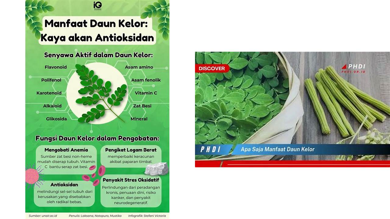 Temukan 9 Manfaat Daun Kelor yang Wajib Kamu Ketahui