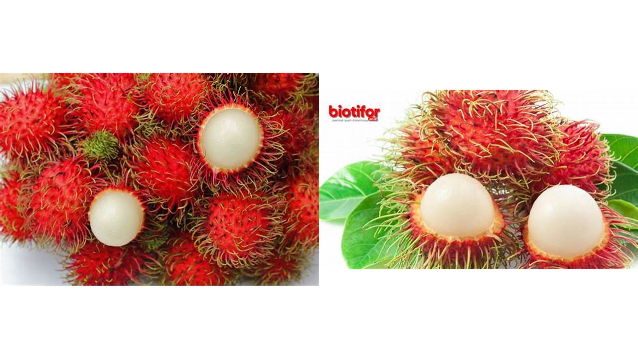 Inilah 8 Manfaat Buah Rambutan Bikin Kamu Penasaran