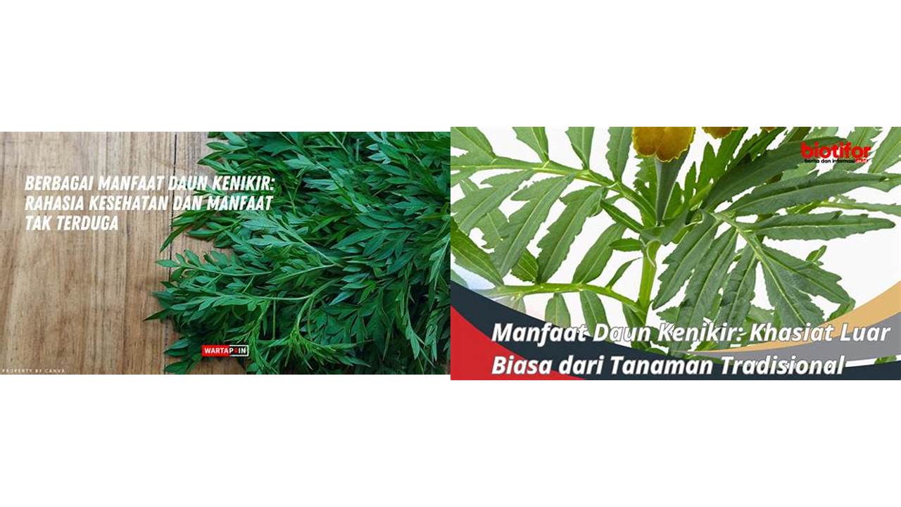 Ketahui 8 Manfaat Daun Kenikir Bikin Kamu Penasaran