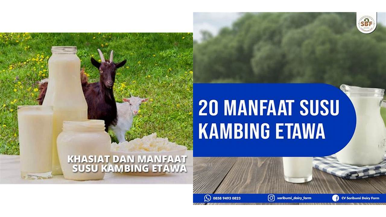 Ketahui 8 Manfaat Susu Kambing Etawa Jarang Diketahui