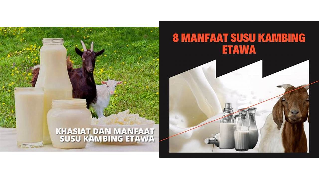 Temukan 10 Manfaat Susu Kambing Wajib Kamu Ketahui