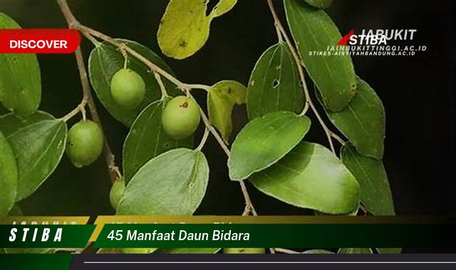 Inilah 9 Manfaat 45 manfaat daun bidara yang Wajib kamu ketahui