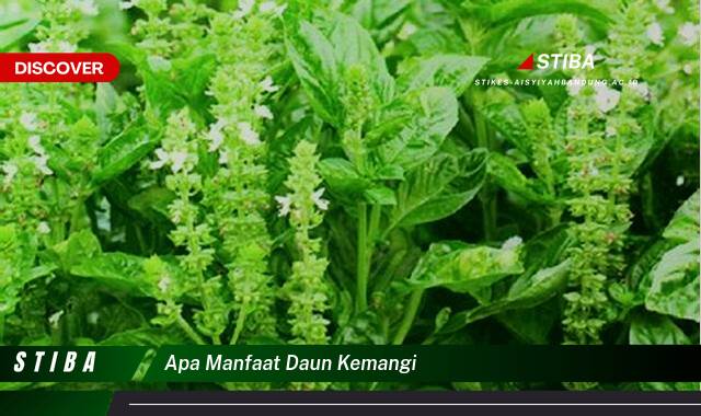 Inilah 8 Manfaat apa manfaat daun kemangi yang Jarang Diketahui