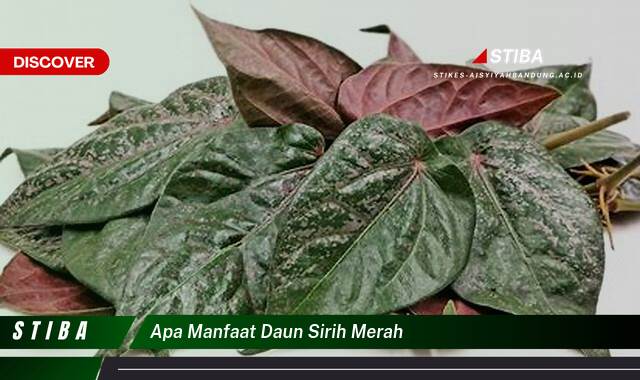 Inilah 9 Manfaat apa manfaat daun sirih merah yang Wajib kamu ketahui