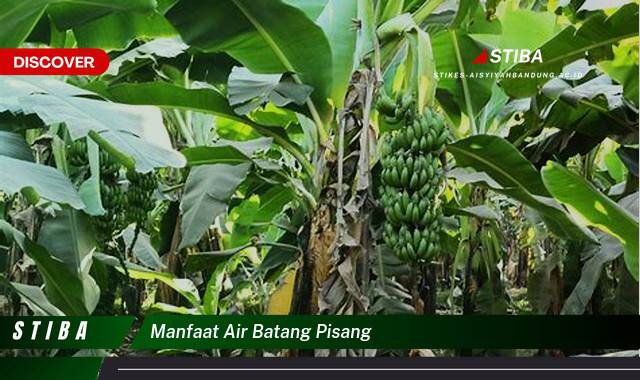 Ketahui 10 Manfaat Air Batang Pisang yang Wajib Kamu Intip