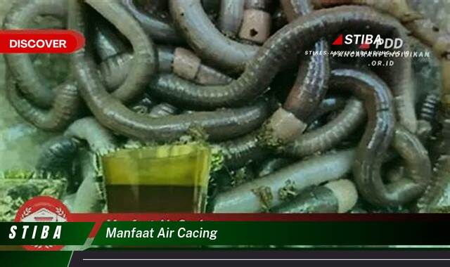 Ketahui 8 Manfaat Air Cacing yang Wajib Kamu Intip Ketahui 8 Manfaat Air Cacing yang Wajib Kamu Intip