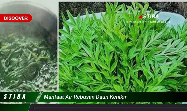 Ketahui 10 Manfaat Air Rebusan Daun Kenikir yang Tak Banyak Orang Tahu