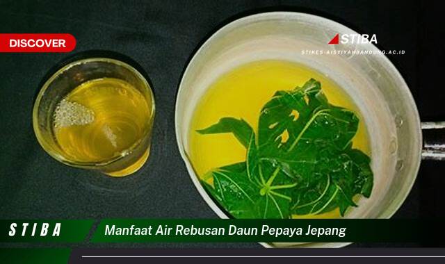 Ketahui 9 Manfaat manfaat air rebusan daun pepaya jepang yang tidak Semua Orang Tau