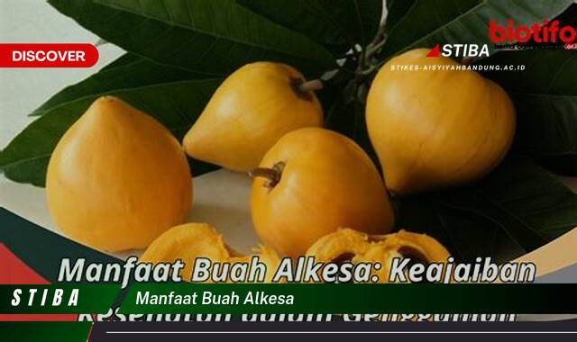 Ketahui 10 Manfaat Buah Alkesa yang Wajib Kamu Intip