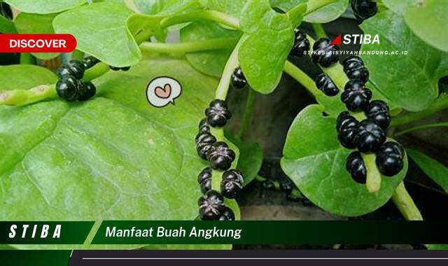 Inilah 9 Manfaat Buah Angkung yang Wajib Kamu Intip