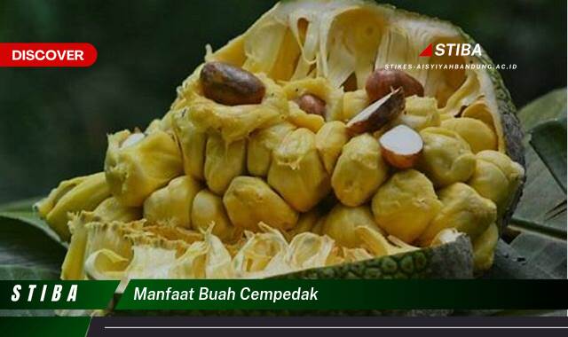 Inilah 10 Manfaat Buah Cempedak yang Tak Disangka