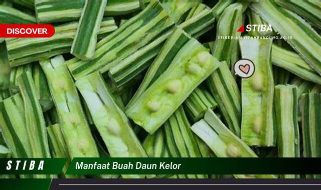 Inilah 8 Manfaat manfaat buah daun kelor yang Wajib kamu ketahui