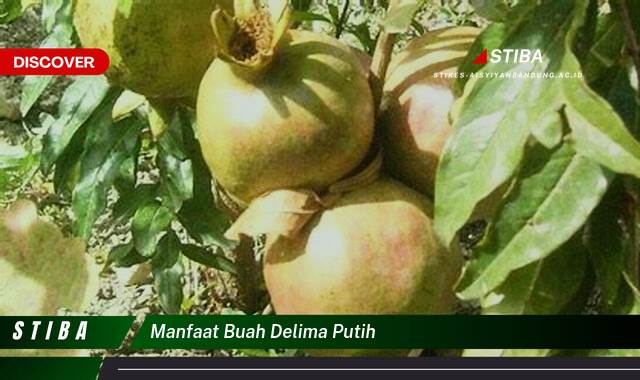 Ketahui 10 Manfaat Buah Delima Putih yang Bikin Kamu Penasaran