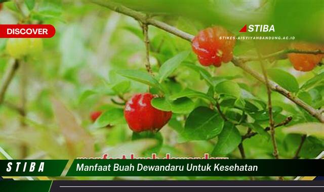 Inilah 8 Manfaat Buah Dewandaru untuk Kesehatan yang Wajib Kamu Ketahui