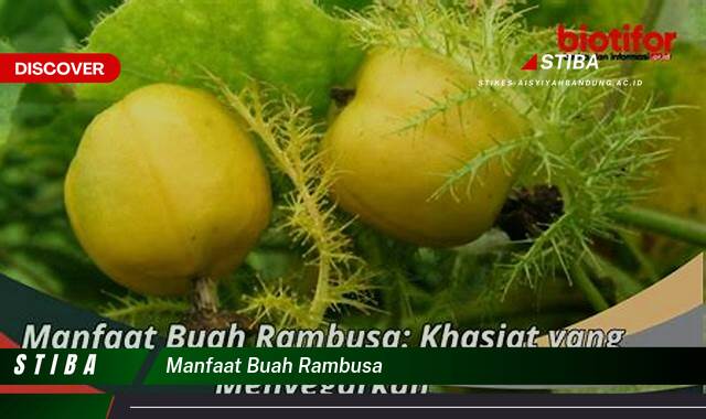 Inilah 10 Manfaat Buah Rambutan yang Jarang Diketahui