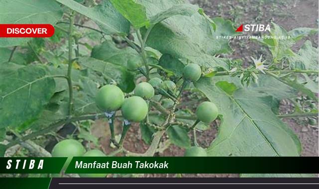 Temukan 8 Manfaat Buah Takokak yang Bikin Kamu Penasaran