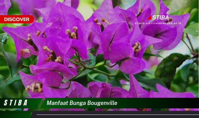 Ketahui 10 Manfaat Bunga Bougenville yang Harus Kamu Tahu