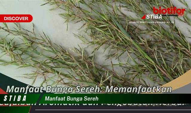 Temukan 8 Manfaat Bunga Sereh yang Wajib Kamu Intip