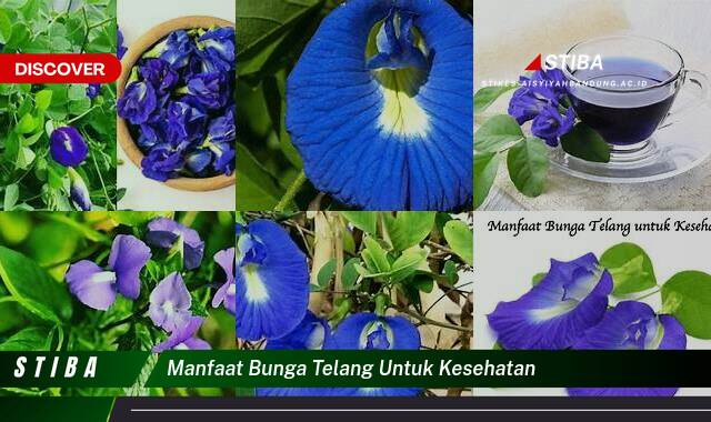 Ketahui 9 Manfaat Bunga Telang untuk Kesehatan yang Bikin Kamu Penasaran