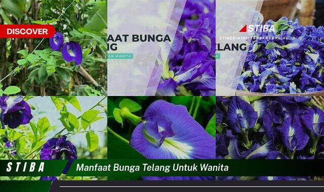 Inilah 10 Manfaat Bunga Telang untuk Wanita yang Wajib Kamu Intip