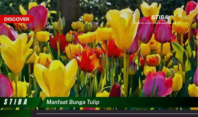 Temukan 9 Manfaat Bunga Tulip yang Wajib Kamu Intip