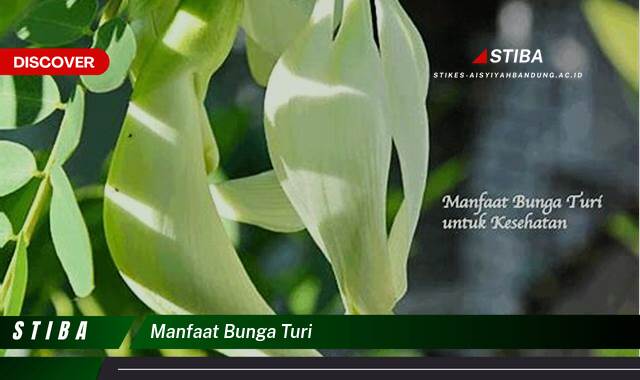 Inilah 9 Manfaat Bunga Turi yang Tak Banyak Orang Tahu Inilah 9 Manfaat Bunga Turi yang Tak Banyak Orang Tahu