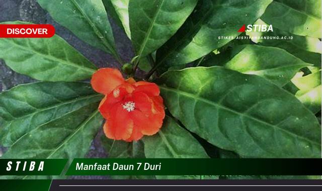 Ketahui 10 Manfaat manfaat daun 7 duri yang Bikin Kamu Penasaran