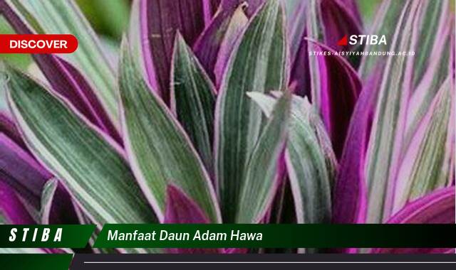 Inilah 9 Manfaat manfaat daun adam hawa yang Jarang Diketahui