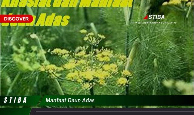 Inilah 10 Manfaat manfaat daun adas yang Wajib Kamu Intip