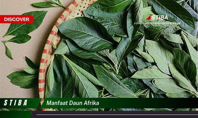 Temukan 9 Manfaat Daun Afrika yang Wajib Kamu Intip