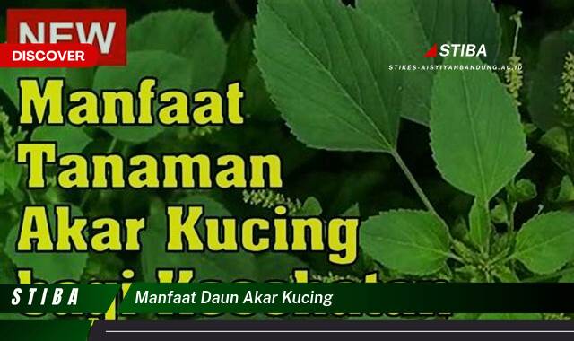 Temukan 8 Manfaat manfaat daun akar kucing yang tidak Semua Orang Tau