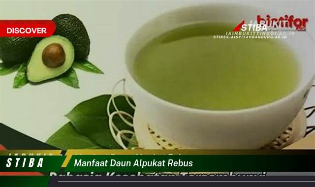 Inilah 9 Manfaat manfaat daun alpukat rebus yang Wajib kamu ketahui
