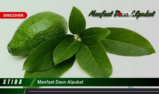 Ketahui 9 Manfaat Daun Alpukat yang Bikin Kamu Penasaran