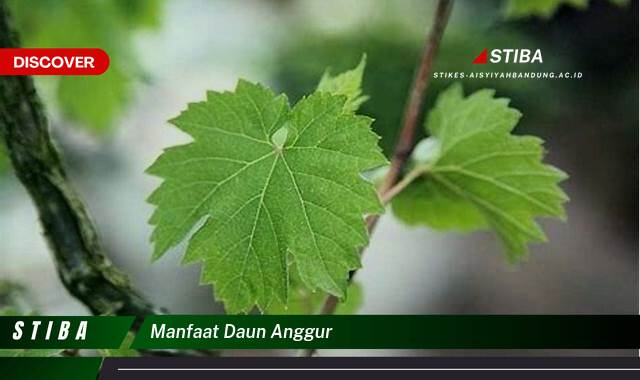 Ketahui 10 Manfaat manfaat daun anggur yang Wajib Kamu Intip