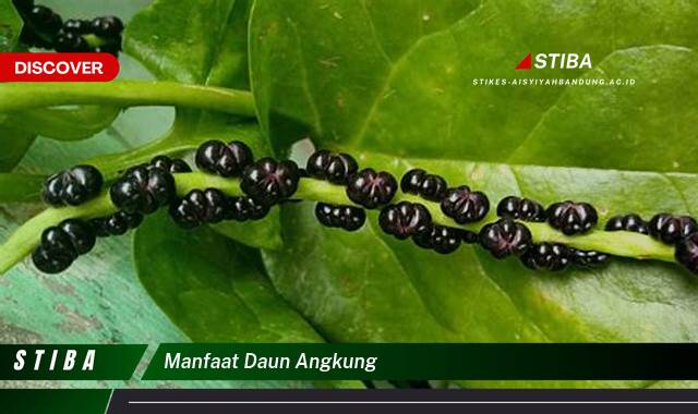 Inilah 10 Manfaat manfaat daun angkung yang tidak Semua Orang Tau