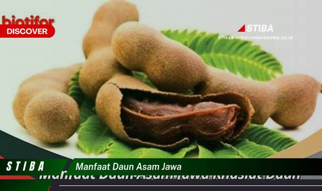 Temukan 8 Manfaat manfaat daun asam jawa yang Wajib kamu ketahui