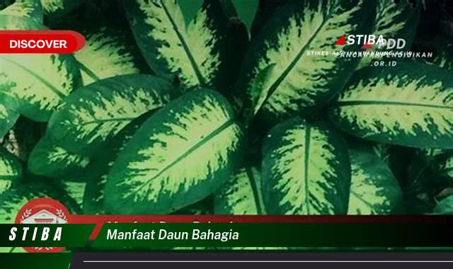 Temukan 9 Manfaat manfaat daun bahagia yang Jarang Diketahui