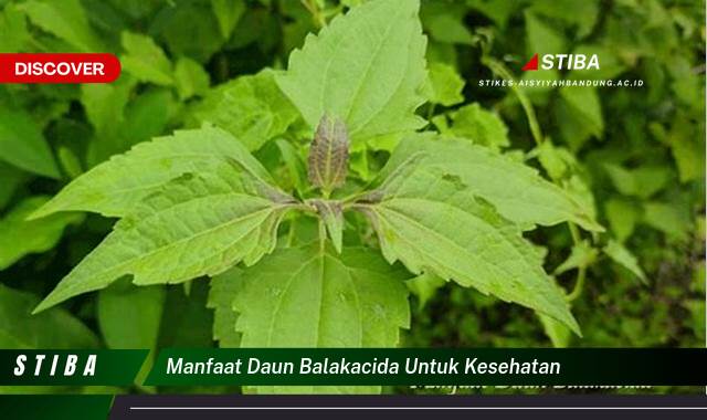 Inilah 9 Manfaat Daun Balakacida untuk Kesehatan yang Tidak Semua Orang Tau