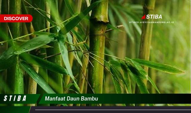 Inilah 8 Manfaat manfaat daun bambu yang Bikin Kamu Penasaran
