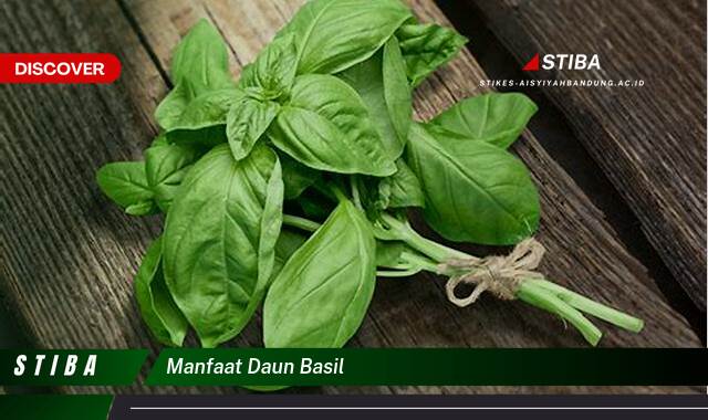 Temukan 8 Manfaat manfaat daun basil yang Wajib kamu ketahui