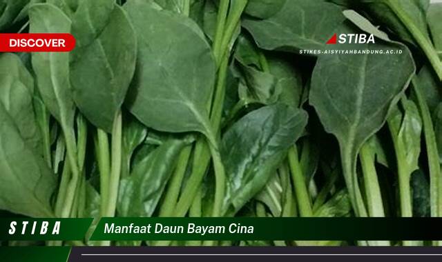 Temukan 8 Manfaat manfaat daun bayam cina yang Bikin Kamu Penasaran