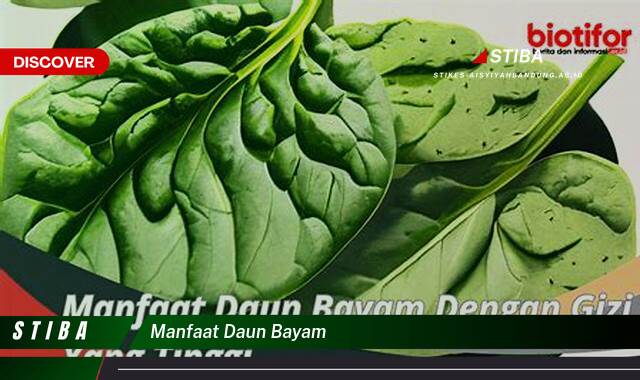 Ketahui 10 Manfaat Daun Bayam yang Tak Disangka