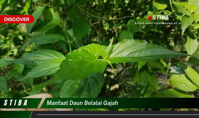Temukan 8 Manfaat manfaat daun belalai gajah yang Bikin Kamu Penasaran