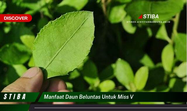 Ketahui 8 Manfaat Daun Beluntas untuk Miss V yang Jarang Diketahui