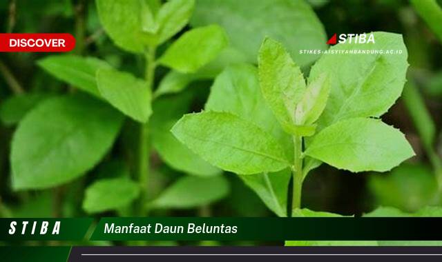 Temukan 8 Manfaat Daun Beluntas yang Bikin Kamu Penasaran