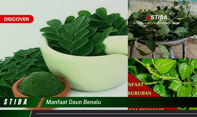 Inilah 9 Manfaat manfaat daun benalu yang Wajib Kamu Intip