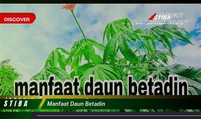 Ketahui 9 Manfaat manfaat daun betadin yang Wajib kamu ketahui