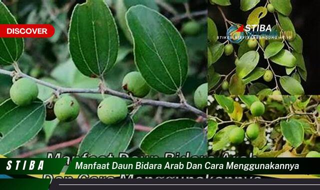 Ketahui 9 Manfaat manfaat daun bidara arab dan cara menggunakannya yang tidak Semua Orang Tau