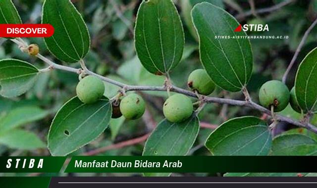 Inilah 8 Manfaat manfaat daun bidara arab yang Bikin Kamu Penasaran